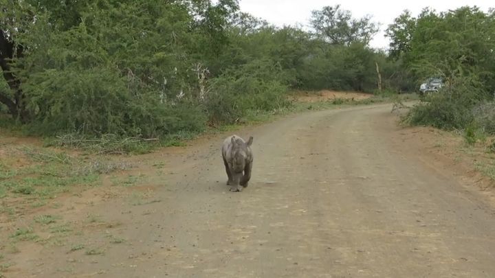 Детеныш носорога пытается напугать автомобиль с туристами 