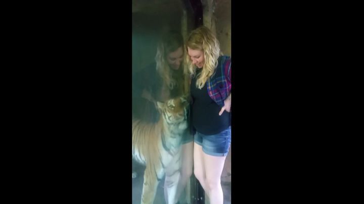 Тигр в зоопарке заинтересовался животом беременной женщины 