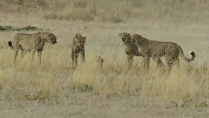 Четыре гепарда атаковали самку, зашедшую на их территорию 
