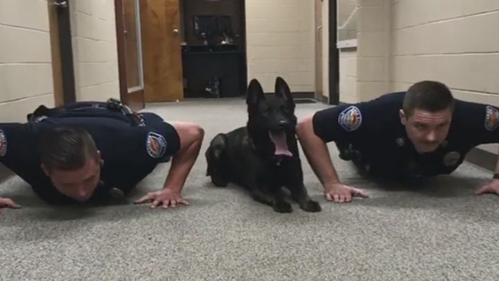 Полицейский пёс присоединился к офицерам во время тренировки 