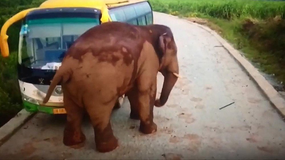 В Китае дикий слон атаковал автобус и грузовик 