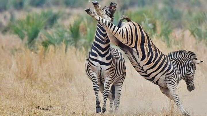 Битва зебр за место у питьевого источника 