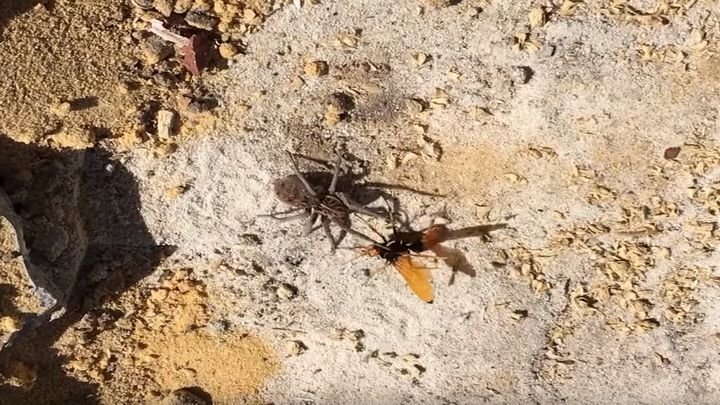 Ожесточенная схватка осы и паука  