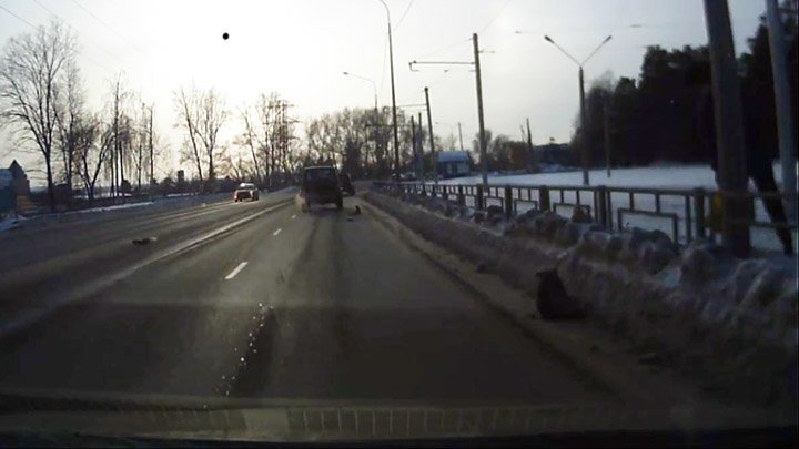 Неравнодушные люди спасли сбитую собаку в Барнауле 