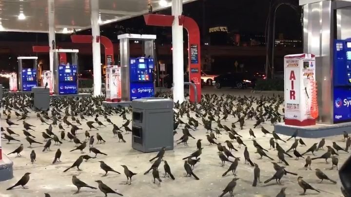 Сотни птиц прилетели ночью на автозаправочную станцию в Хьюстоне  