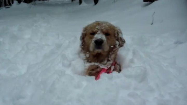 Когда собаки впервые видят снег 