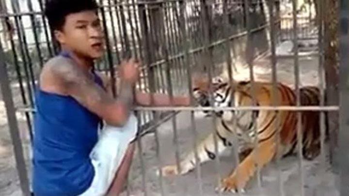 Азиат засунул руку в клетку с тигром и очень скоро пожалел об этом 