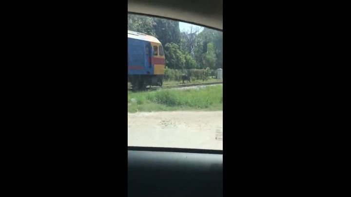 В Таиланде лошадь решила убежать от поезда по рельсам 