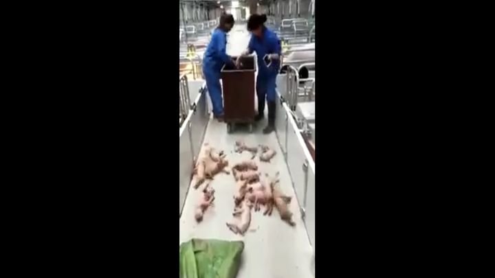 Из-за переизбытка свинины китайские фермеры не церемонятся с поросятами  