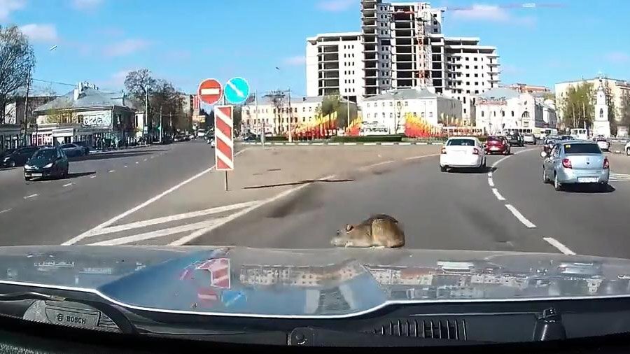 Крыса вылезла на капот машины во время движения 
