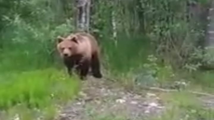 Ура, консервы! Встреча с медведем в Карелии чуть не обернулась трагедией 
