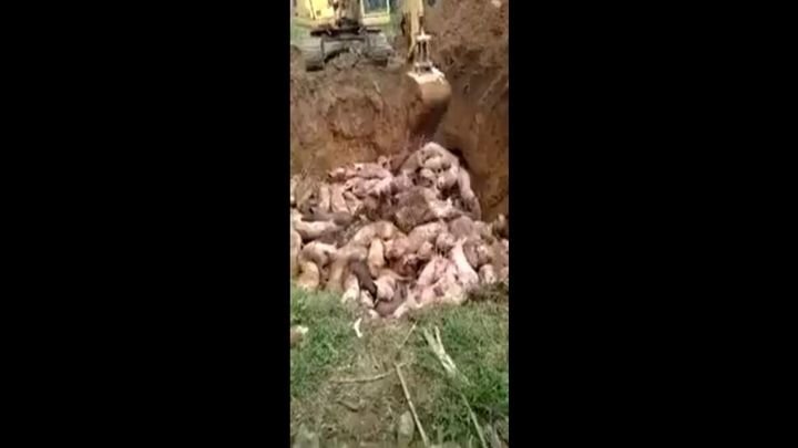 Китайцы закапывают заживо вопящих от ужаса свиней 