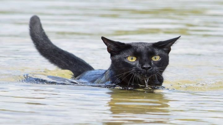 Кот, который совершенно не боится воды 