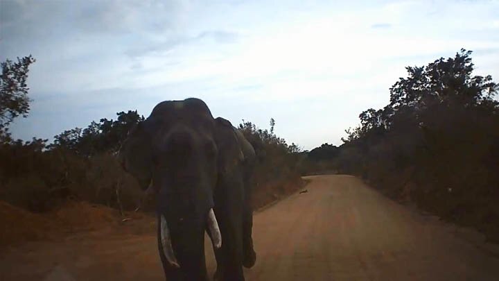 Разъяренный слон напал на машину 