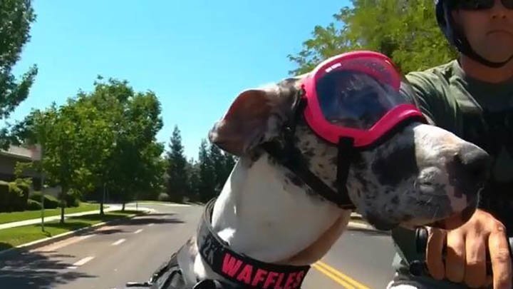Собаки с удовольствием катаются в коляске мотоцикла 