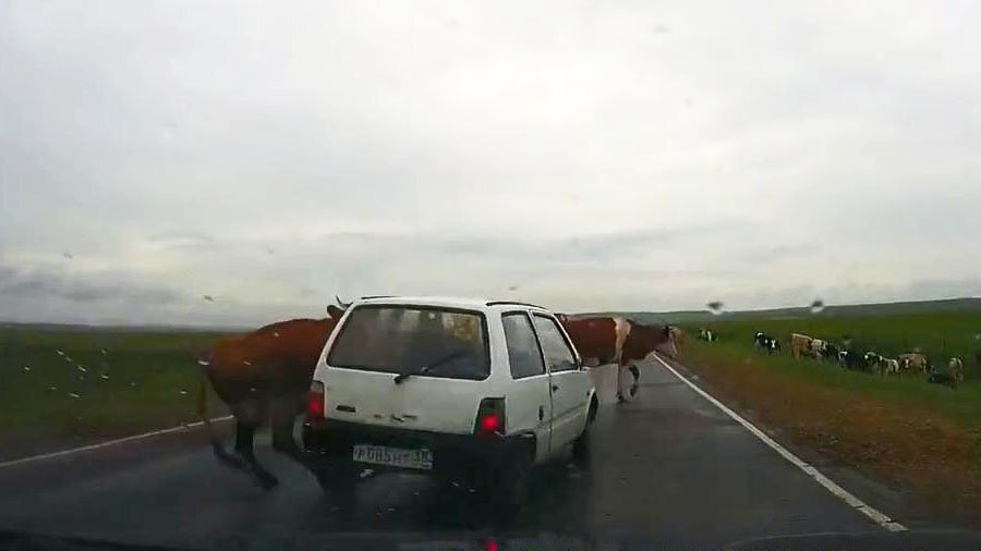 Пожилой водитель сбил корову на трассе 