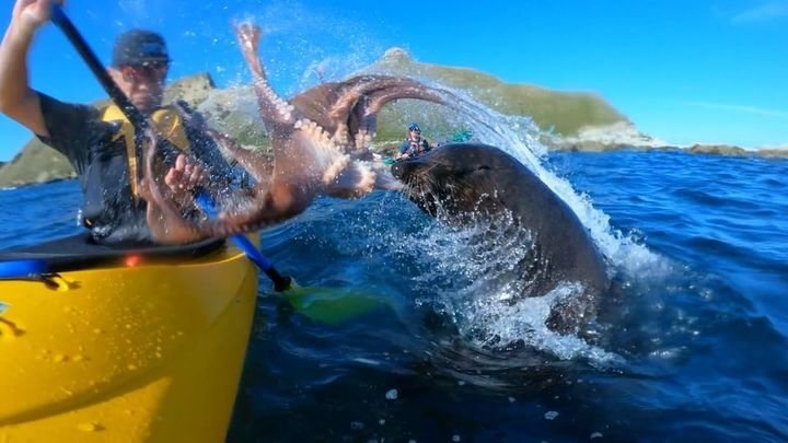 Тюлень отвесил туристу пощечину телом осьминога  