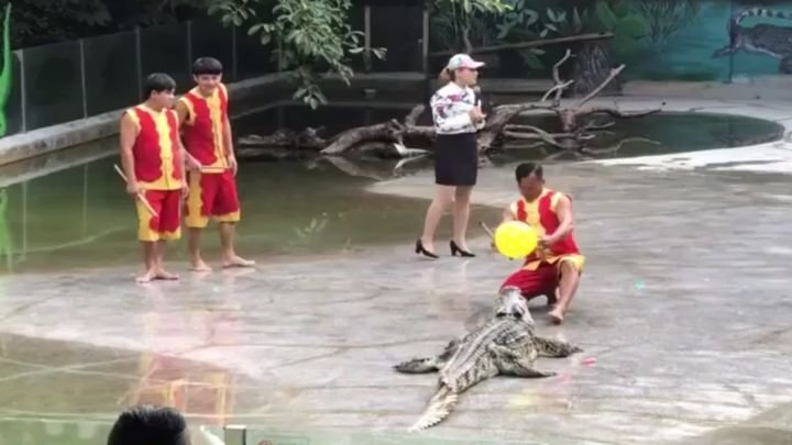 Упавший участник шоу с крокодилом поверг в панику своих  коллег и насмешил зрителей 