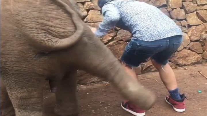 Слонёнок отвесил пинка назойливому любителю селфи 