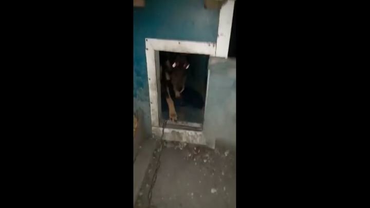 Собака сама закрывает дверь в будке  