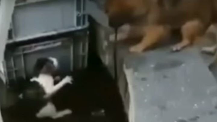 Пёс спас из воды тонущую кошку 