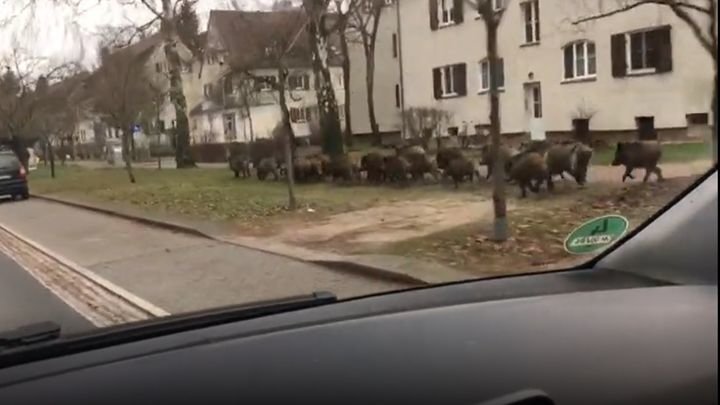 Тем временем в Германии: стадо кабанов нарушило покой жителей немецкой коммуны 