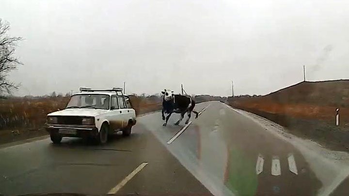 Досталось бурёнке: невнимательный водитель не пропустил корову 