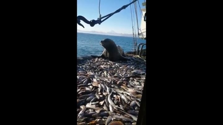 Сивуч попался на краже улова рыбаков  