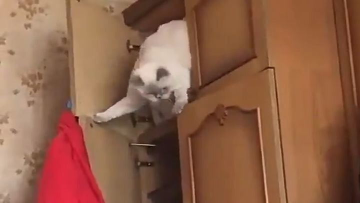 Вылезающий из шкафа кот стал акробатом поневоле 
