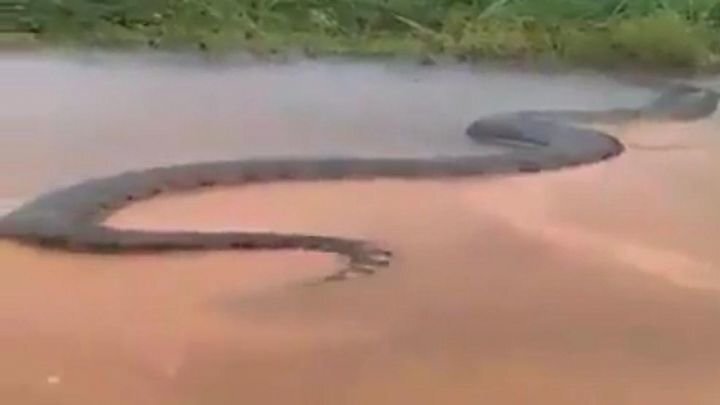 В Бразилии рыбак снял на видео огромную анаконду, неспешно переплывавшую реку  