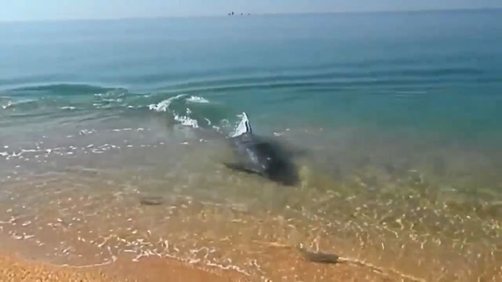 Отдыхающие сняли игривую погоню дельфина за рыбой 
