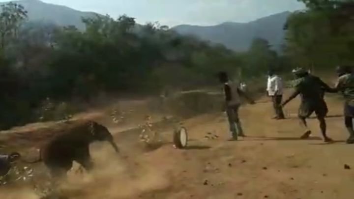 Упавший в оросительный канал слонёнок разогнал своих спасителей 