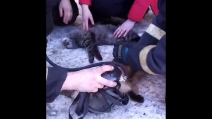 Магаданские пожарные реанимировали спасенных из пожара котиков 