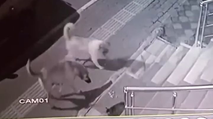 "Вы кто такие?": Боевая кошка против стаи собак 