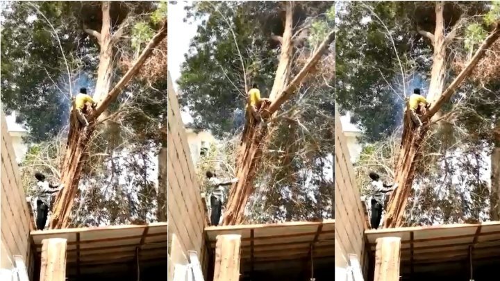 Видео трагического инцидента во время валки дерева 