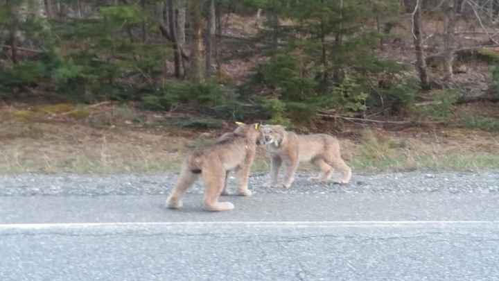 Две рыси почти по-человечески поорали друг на друга во время спора 