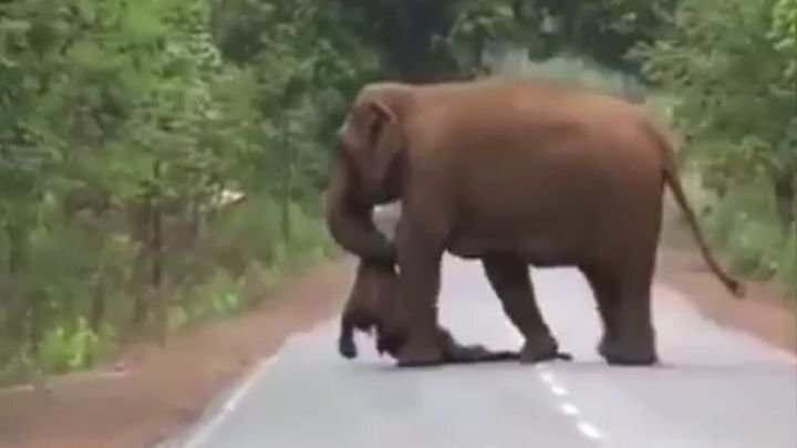 Траурная процессия слонов, несущих тело погибшего слонёнка 