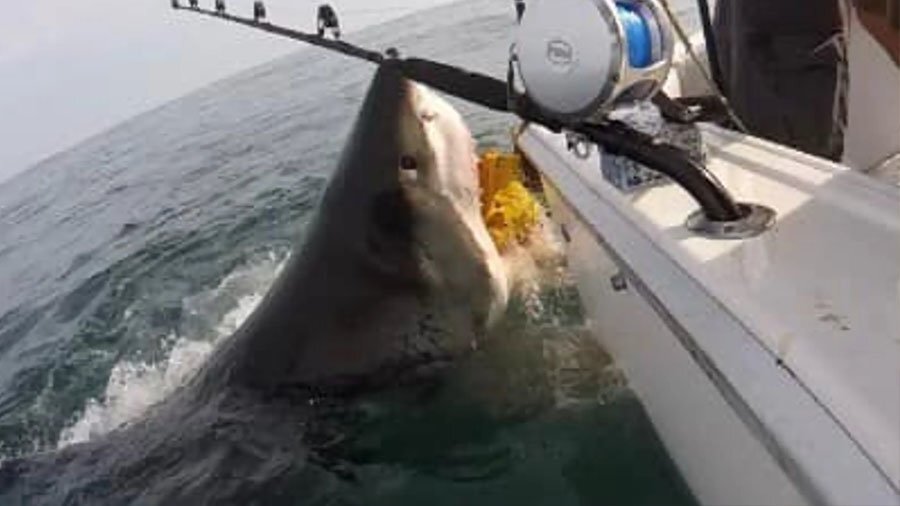"Челюсти" в реальной жизни: огромная акула шокировала рыбаков в США 