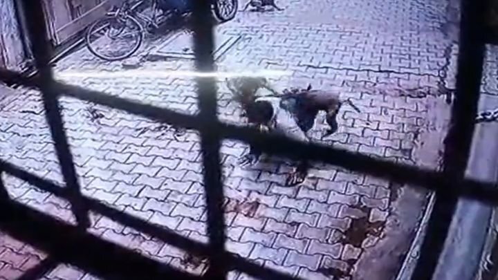 Момент нападения обезьян на мужчину попал на видео  