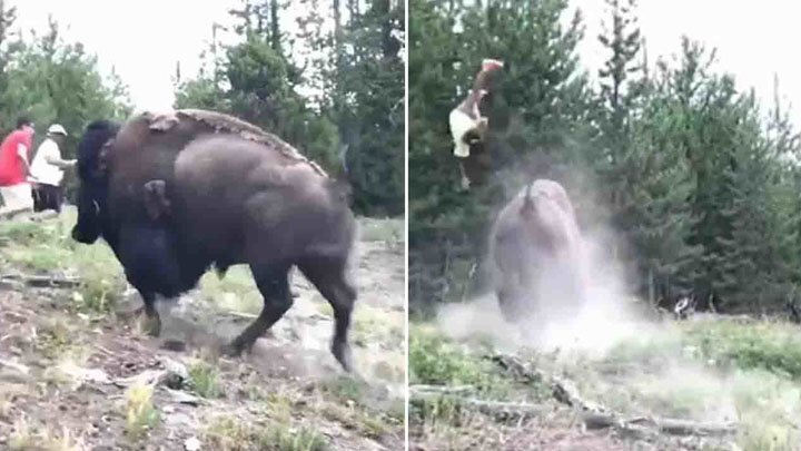 Разъяренный бизон подбросил девочку в воздух 
