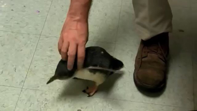 Забавный крошечный пингвин боится щекотки 