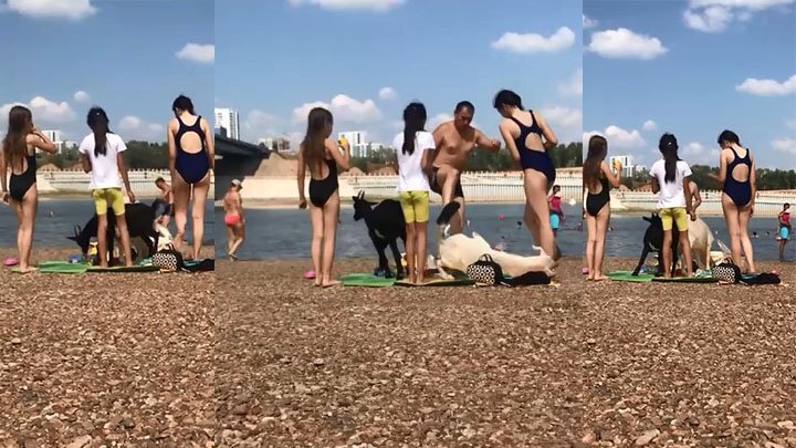 На уфимском пляже мужчина пнул ногой козла 