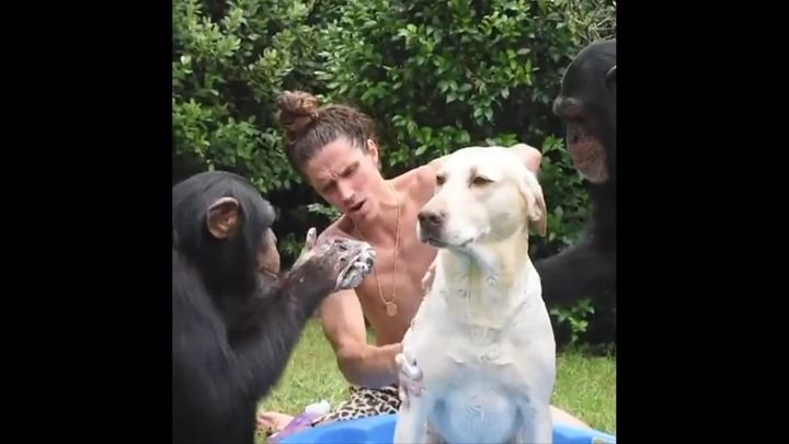 Шимпанзе помогают человеку мыть собаку 