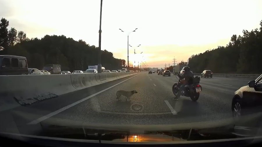 "Стой, пёсик!" — спасение собаки на Московской кольцевой 