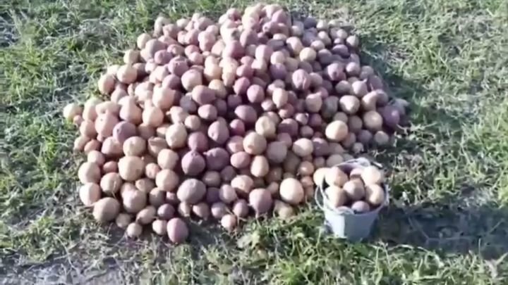 Урожай картофеля в этом году приятно удивил 