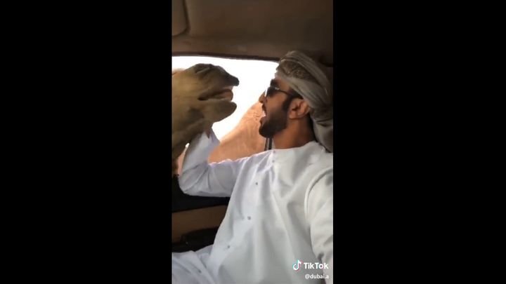 Голодные верблюды чуть не откусили желавшему покормить их мужчине руку 