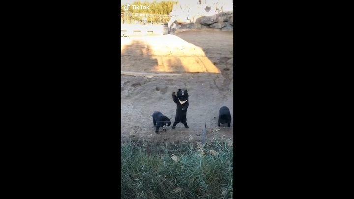 Вежливые медведи приветствуют туристов из-за изгороди вольера 