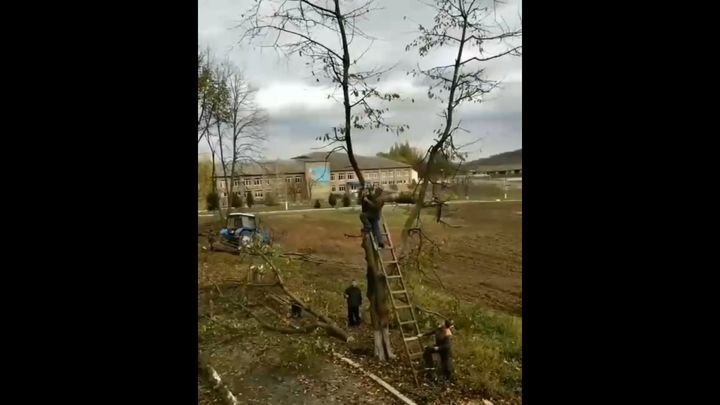 Попытка спилить дерево чуть не закончилась трагедией 