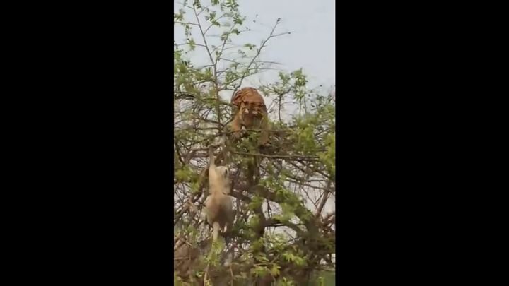 Тигр залез на дерево, чтобы добраться до обезьяны 