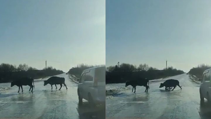 Коровы на льду! В Приамурье на видео засняли страдания бурёнок 